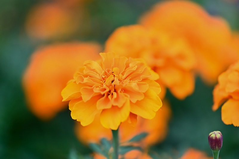 pixta_71035373_M