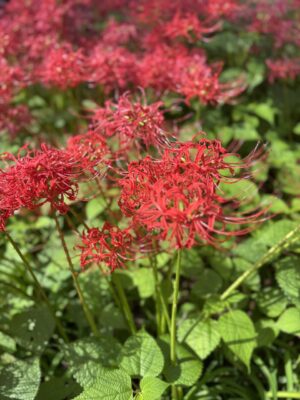 IMG_6019.jpeg
